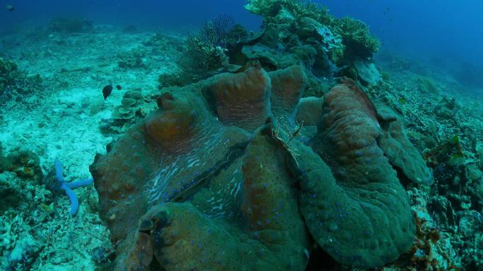 海底巨蛤、珊瑚礁