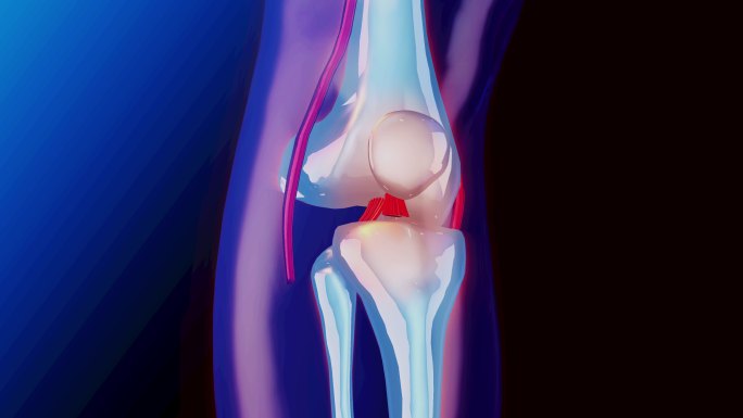 膝盖骨骼x光扫描。解剖三维概念