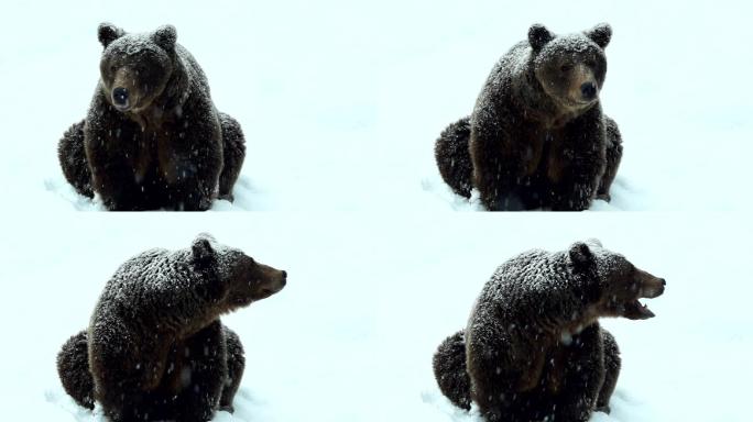 熊坐下雪天狗熊耐寒动物冬季动物过冬冬眠