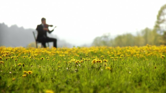 在户外拉小提琴野花享受兴趣