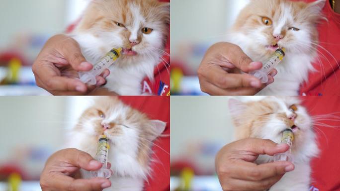 一名妇女给一只波斯猫喂药