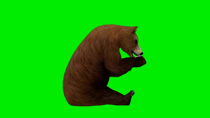 3D狗熊