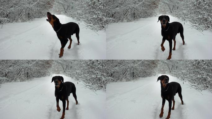 一只吠叫的杜宾正站在冬季森林里的雪地上