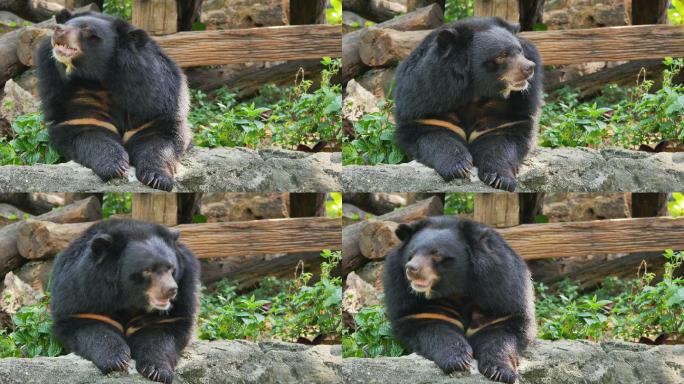 黑熊实拍视频特写镜头狗熊