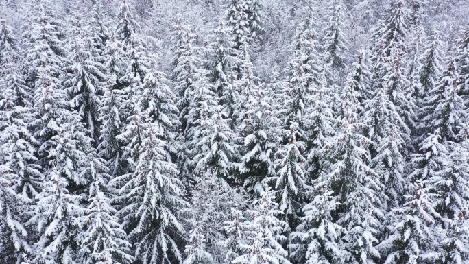 雪林中的冬季鸟瞰图