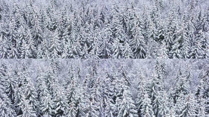 雪林中的冬季鸟瞰图