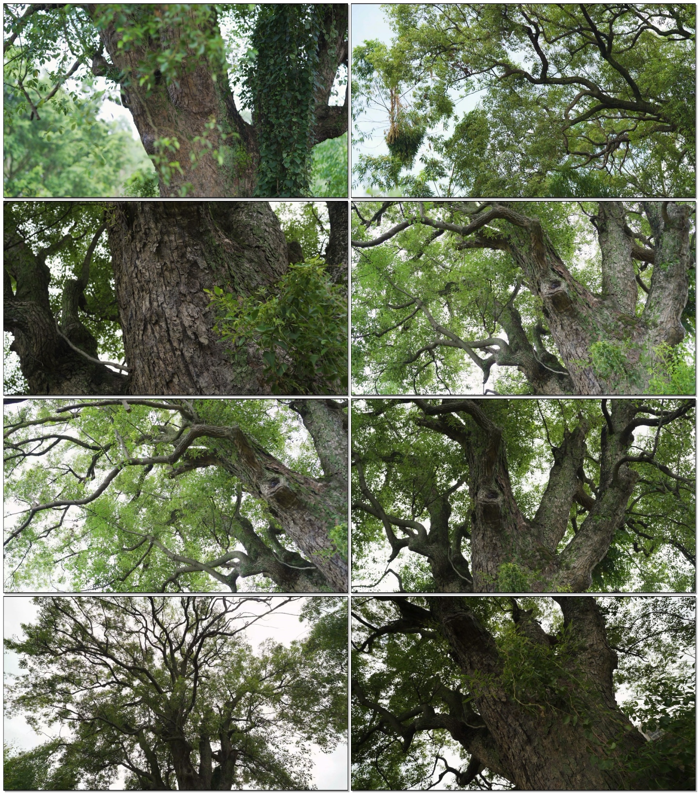 百年老樟树