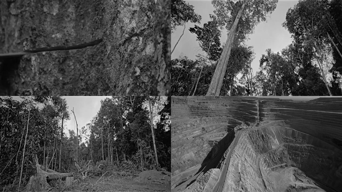 70年代砍伐森林 热带雨林