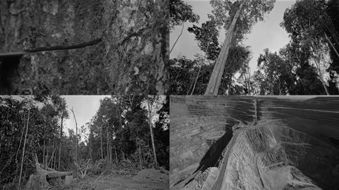 70年代砍伐森林 热带雨林