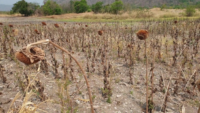 向日葵田受到干旱的影响。