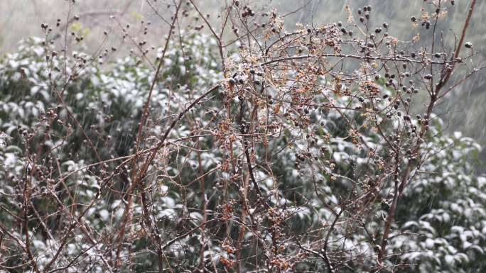 下雪天红色小果实