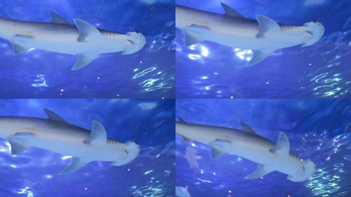 锤头鲨在水族馆游泳