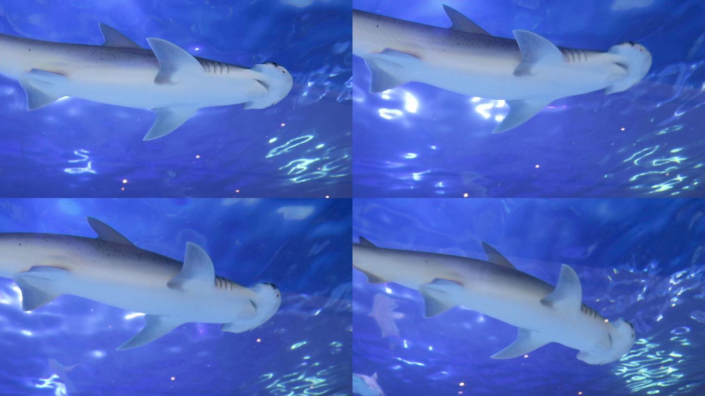 锤头鲨在水族馆游泳