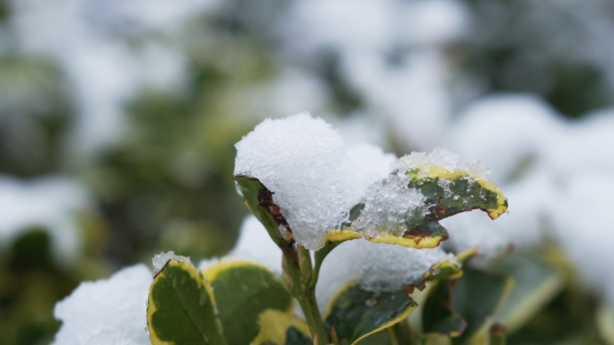 雪景下雪结冰绿色植物生命力唯美特写