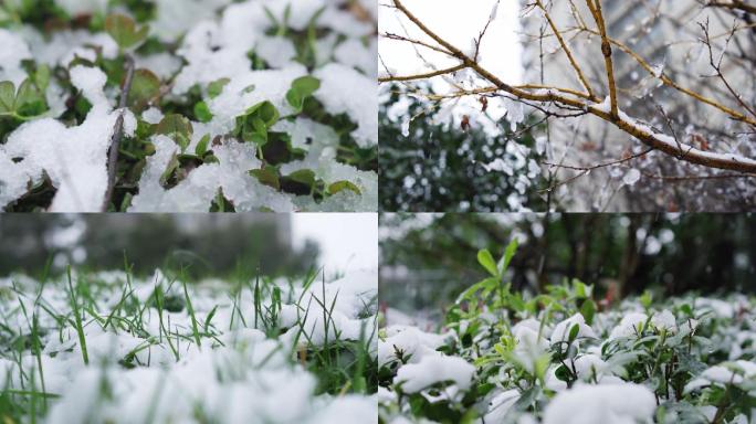 雪景下雪结冰绿色植物生命力唯美特写