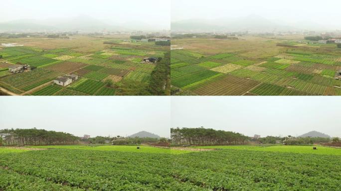 田地 菜园 航拍