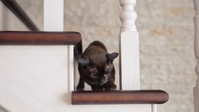 家猫在屋内的木楼梯上玩耍