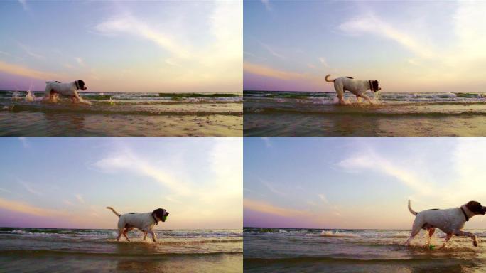 狗在海滩上奔跑海边萌宠狗粮广告狗狗小狗