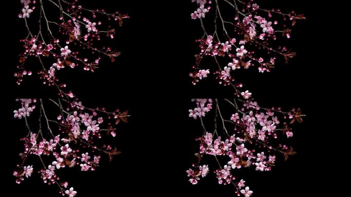 粉红色樱花延时创意拍摄4K花枝