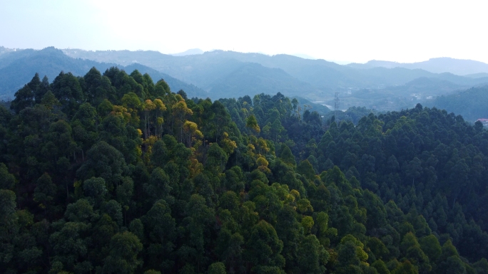 树林森林大自然植物植被山区航拍