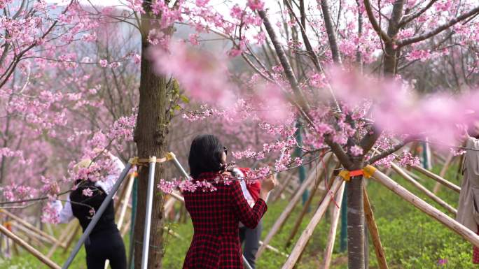 赏花的人