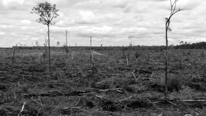 砍伐森林 耕地种植 人工林