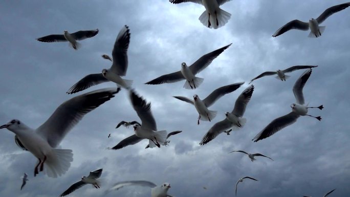 一群海鸥和鸟儿在蓝天上飞翔