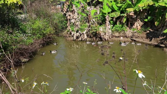 野外池塘水中水鸭子群嬉戏