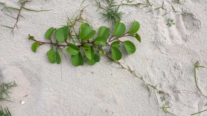 海滩绿色植物