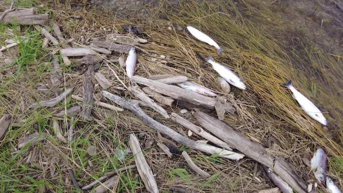 污染湖岸的死鱼