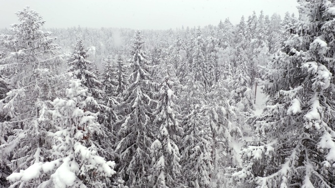 芬兰降雪期间云杉顶部的特写