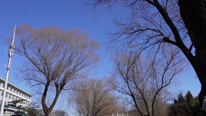 化学雪场冰雪嘉年华北京紫竹院 (1)