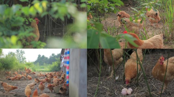 农场 散养鸡群