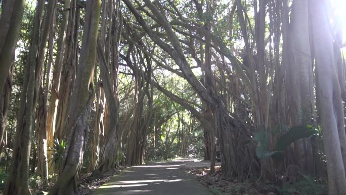 棕榈树热带林荫林阴小路小道大道
