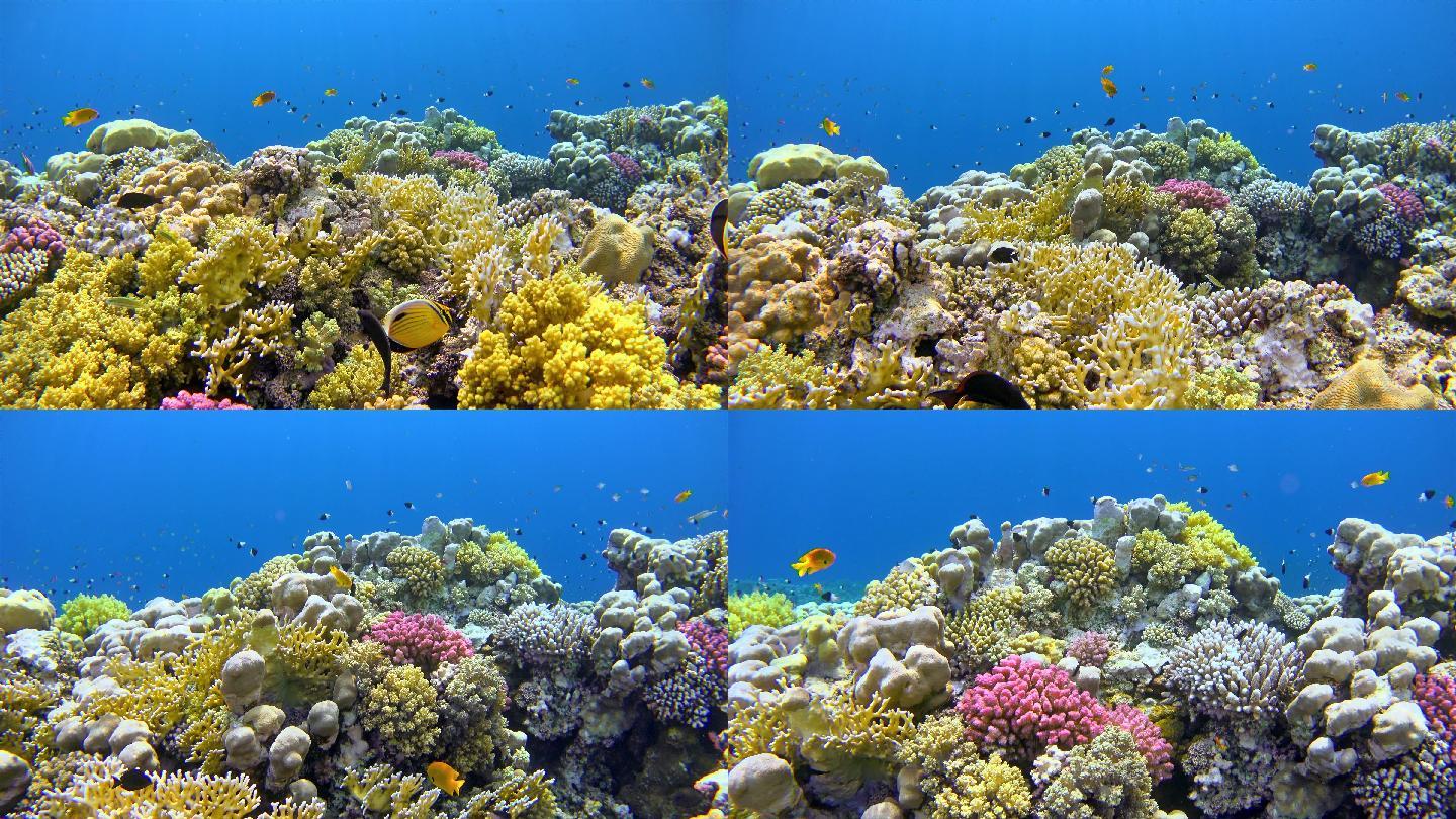 沙姆阿拉姆珊瑚礁海洋公园珊瑚礁水下潜水
