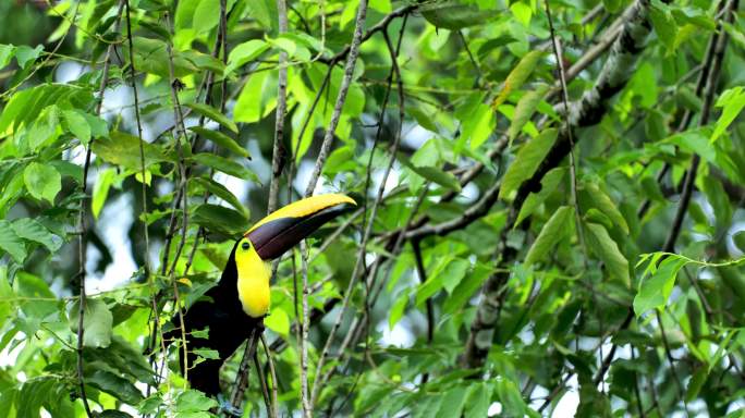 巨嘴鸟鵎鵼特写南美洲丛林野鸟
