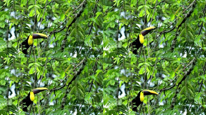 巨嘴鸟鵎鵼特写南美洲丛林野鸟