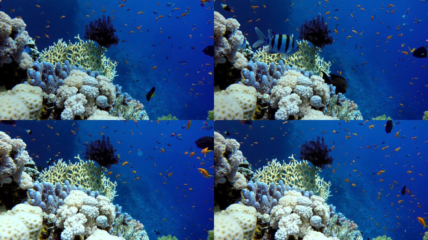海底世界鱼群观赏生态环境