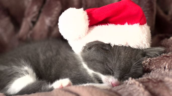 可爱的小猫戴着圣诞帽睡觉