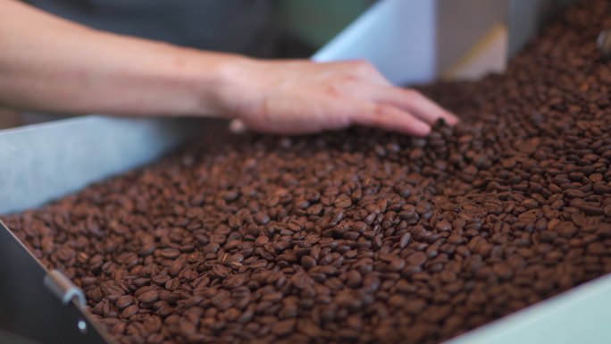 检查烘焙咖啡豆去石加工过程