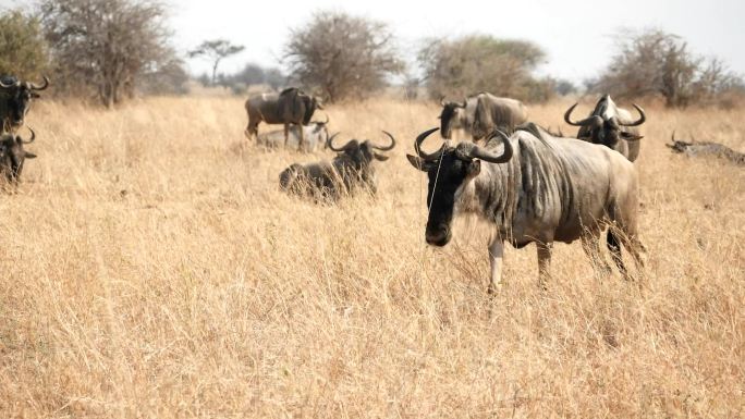 野生牛羚非洲濒危觅食过冬户外荒野外国家公