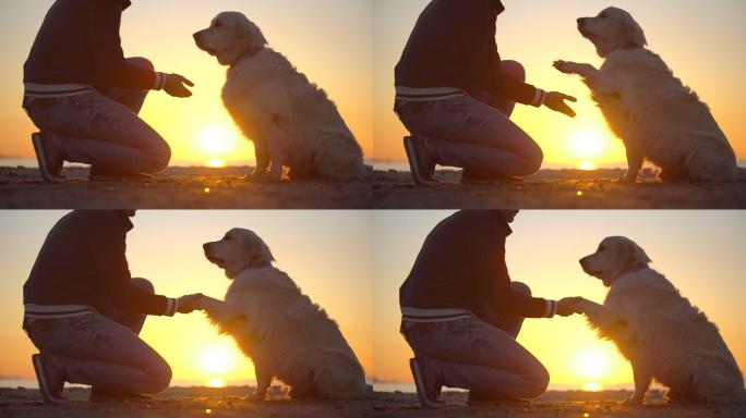 日落时分坐在海边的狗