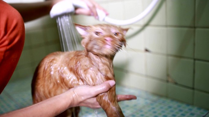 猫洗澡宠物