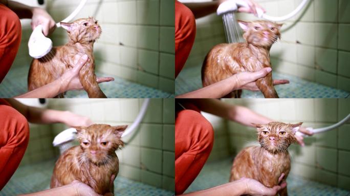 猫洗澡宠物