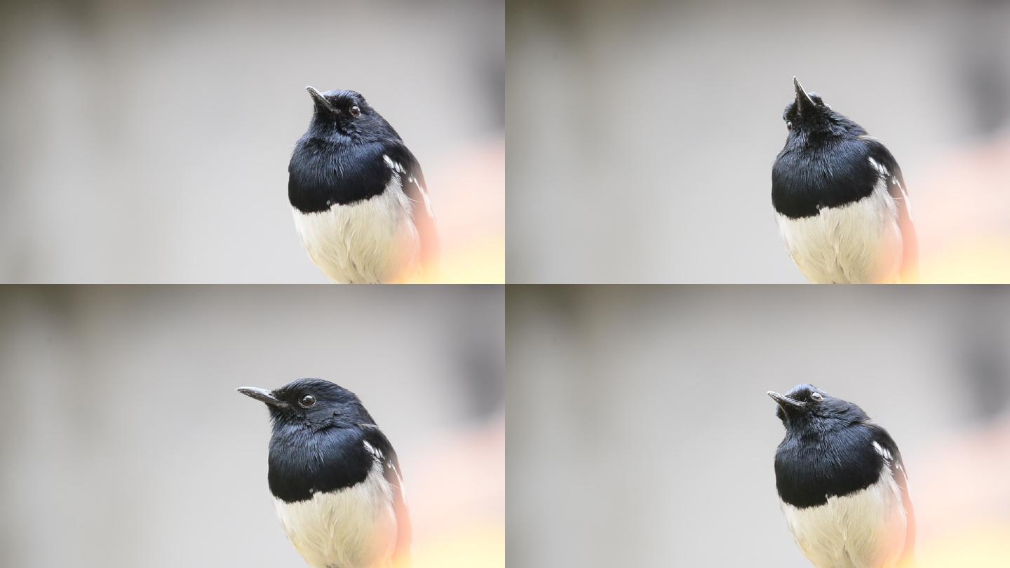 孟加拉的國鳥四喜鳥_1920x1080_高清視頻素材下載(編號:7360042)_實拍