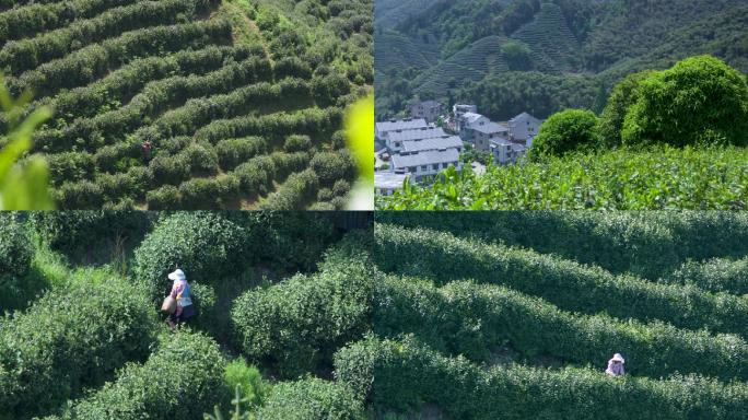 4K径山茶 采茶人航拍 径山