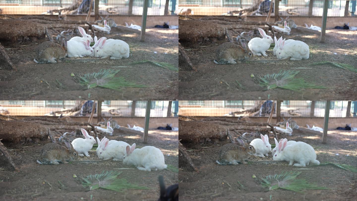 一群兔子在笼子里