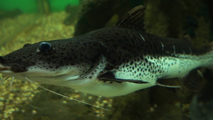 水族馆里的海峡鲶鱼。