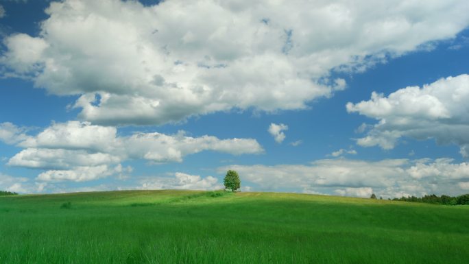 蓝天背景下绿野上的孤树