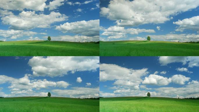 蓝天背景下绿野上的孤树